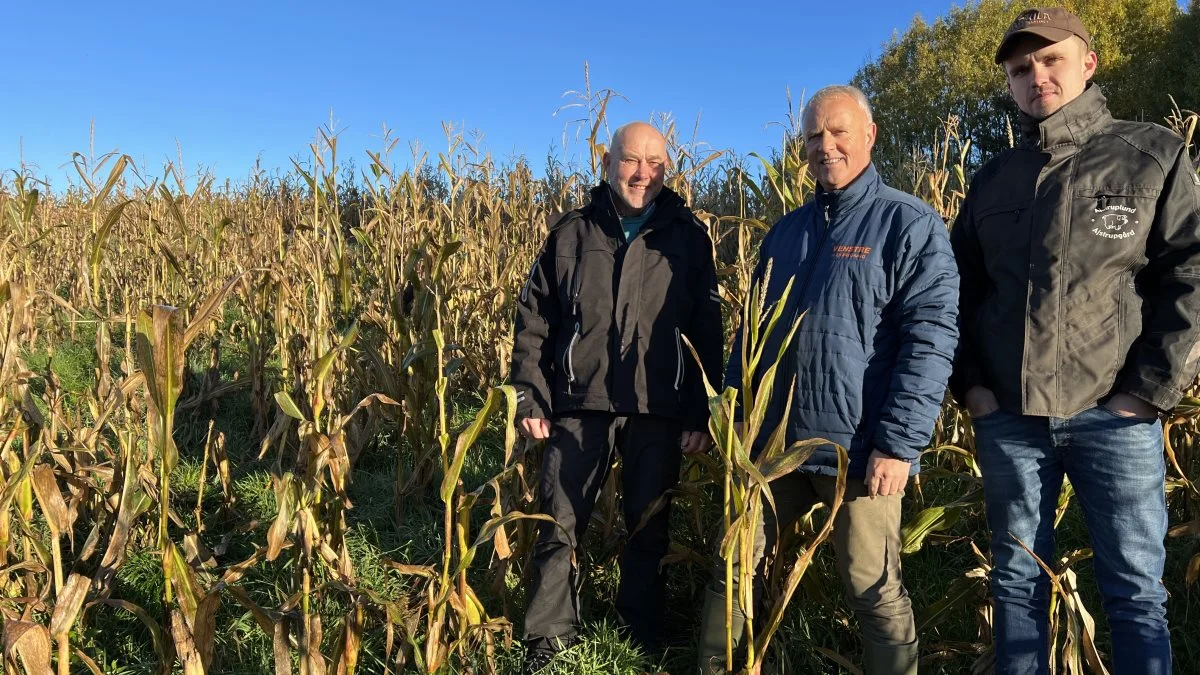 Fra venstre er det folketingskandidaterne Anders Bøge (SF) og Ib Bjerregaard (V) sammen med driftsleder på Ajstruplund, Rasmus Raunholt, i Frank Hyldahls ødelagte majsmark ved Nr. Søby mellem Skive og Viborg.