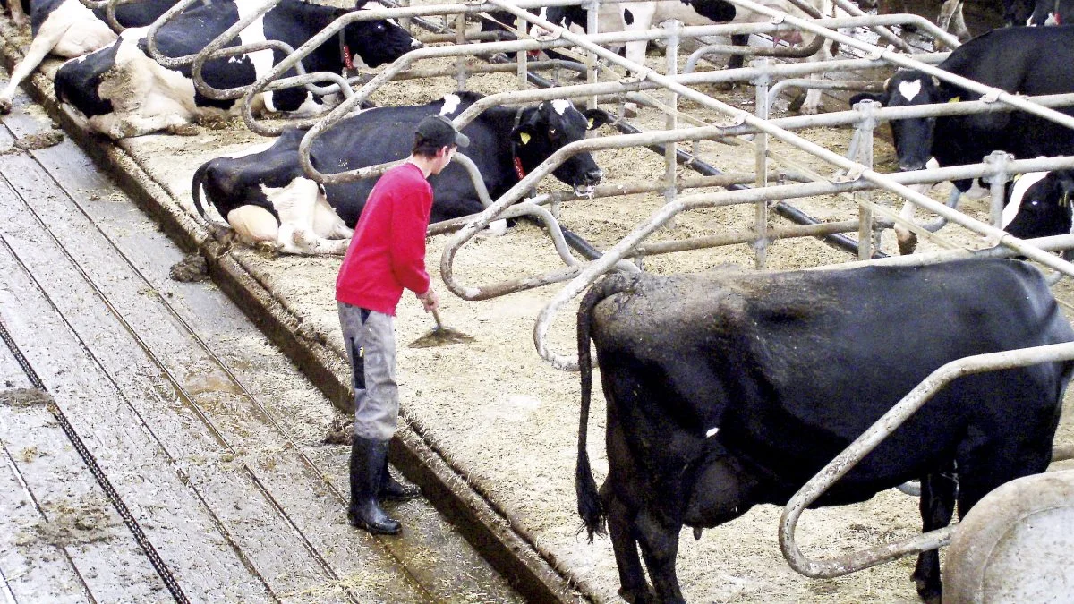  - Vi ønsker ikke at male fanden på væggen for dansk mælkeproduktion. Men vi vil gerne opfordre mælkeproducenter til at indstille sig på en ny normal og udvise rettidig omhu, siger Bent Sørensen, virksomhedsøkonom i LandboSyd. Arkivfoto