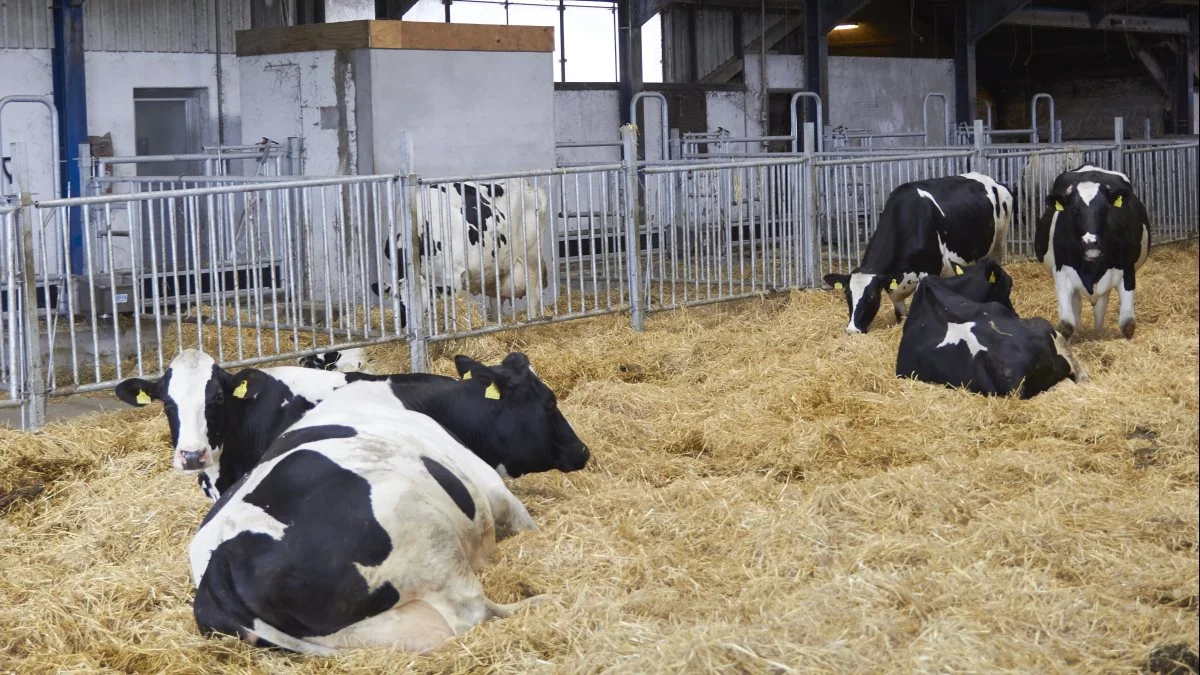 Debatten om en CO2-afgift på landbrugsproduktion har været en af valgkampens varmeste kartofler i den seneste tid. Arkivfoto