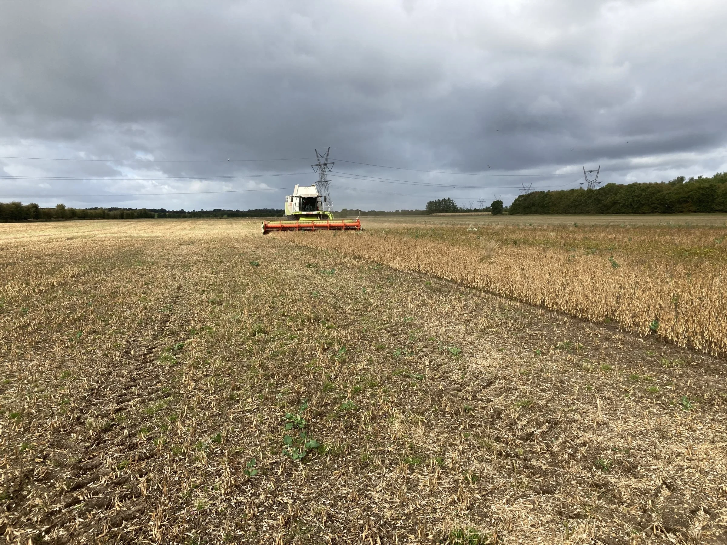 Sojabønnerne er høstet med mellem 22 og 26 procent vand i sidste halvdel af oktober. Fotos: Jacob Sand Nicolaisen, Vestjyllands Andel