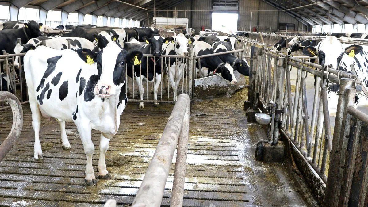 Klovlidelser, der giver anledning til haltende malkekvæg, er et udbredt problem. Et nyt projekt under GUDP vil forsøge at løse problemet med at få spottet de halte køer. Arkivfoto 