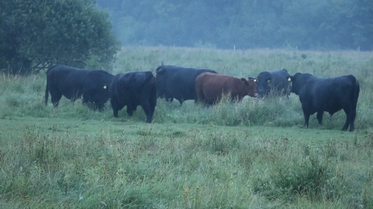 Ifølge undersøgelsen er en tredjedel af befolkningen imod, at staten skal kunne dispensere fra dyrevelfærdsloven i naturnationalparker og lignende. Arkivfoto
