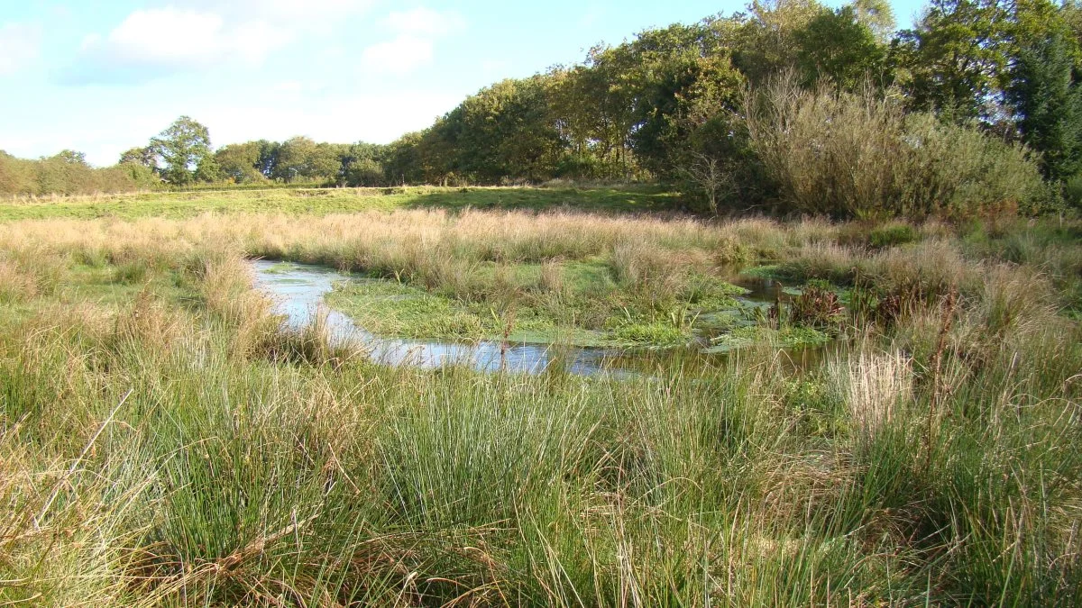 Der er økonomisk hjælp at hente, hvis man ønsker at udtage lavbundsarealer. Tjek www.klimafonden.dk. Arkivfoto 