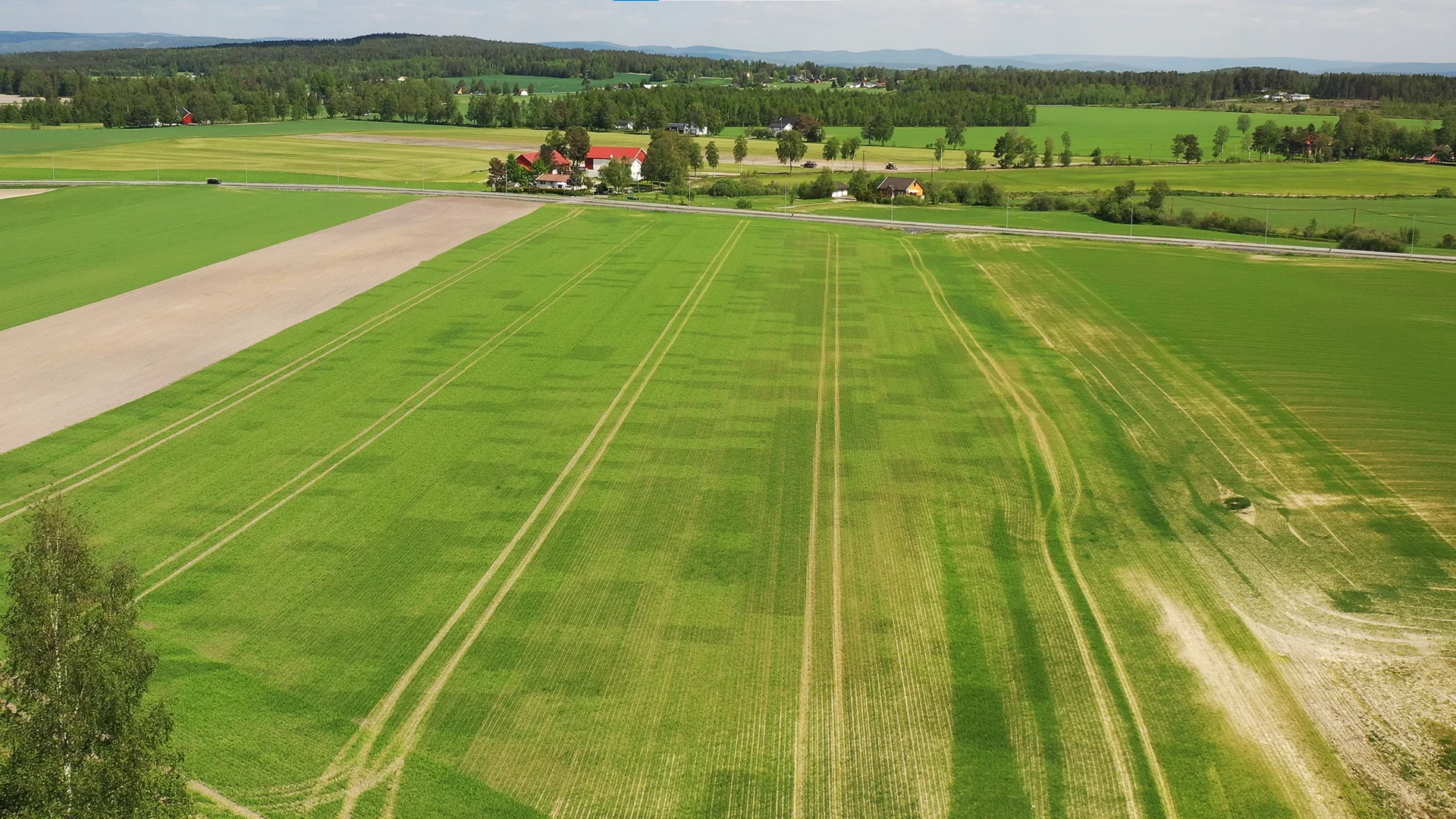 Potentialet for udbytteeffekt af pletsprøjtningen ses tydeligt på dette billede, som ikke er redigeret. De mørke felter i marken, er de felter, der ikke er ukrudtssprøjtet. Foto: Dimensions Agri Technology