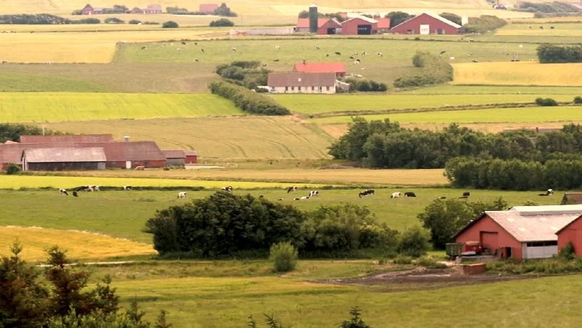Patriotisk Selskab anbefaler, at man får set på mulighederne for at udvikle husdyrbruget i fremtiden, inden man køber en ejendom med henblik på husdyrproduktion. Arkivfoto