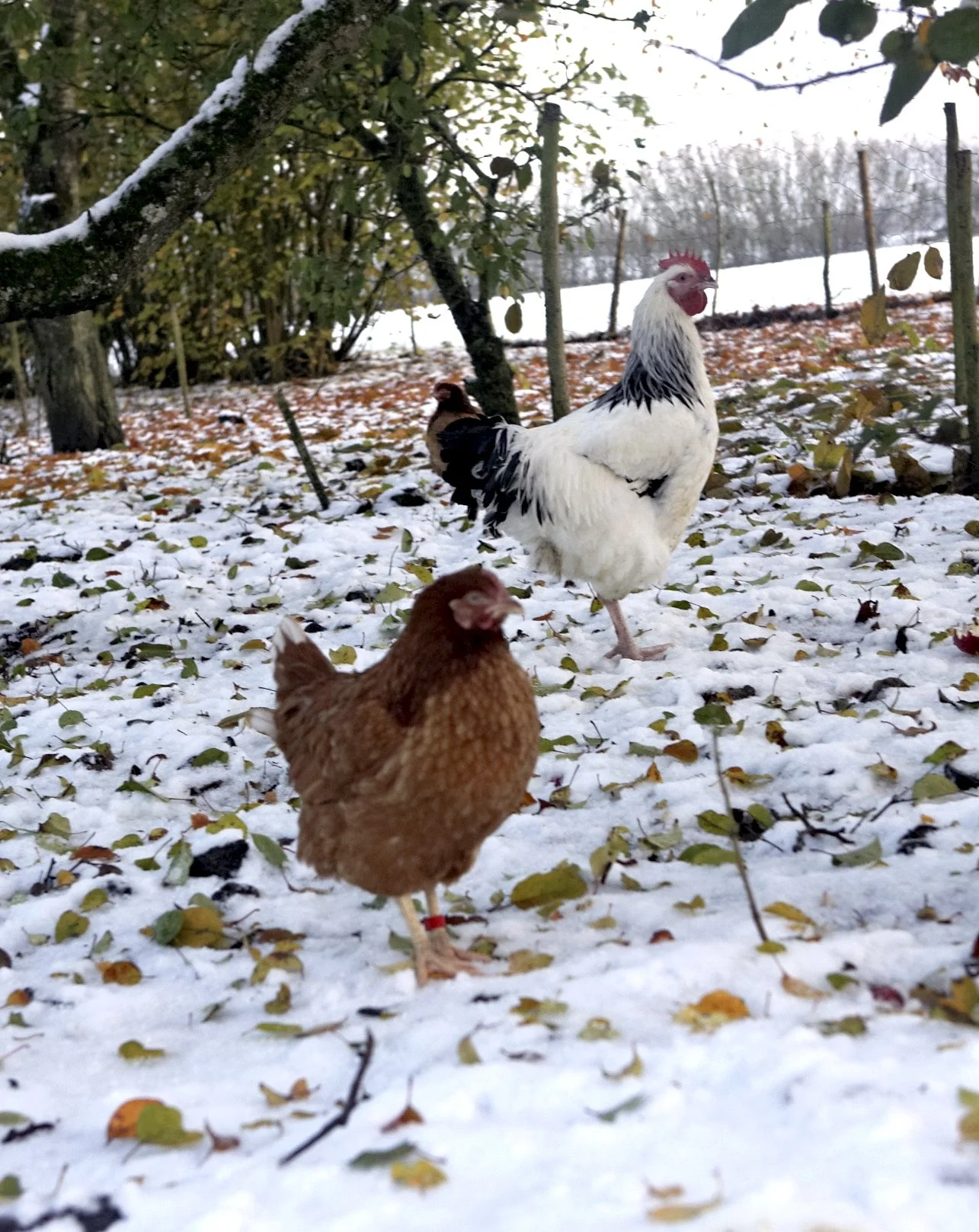 Sørg for at hønsenes vand ikke fryser til is – for eksempel ved at købe en varmeplade til vandskålen. Arkivfoto: Erik Hansen