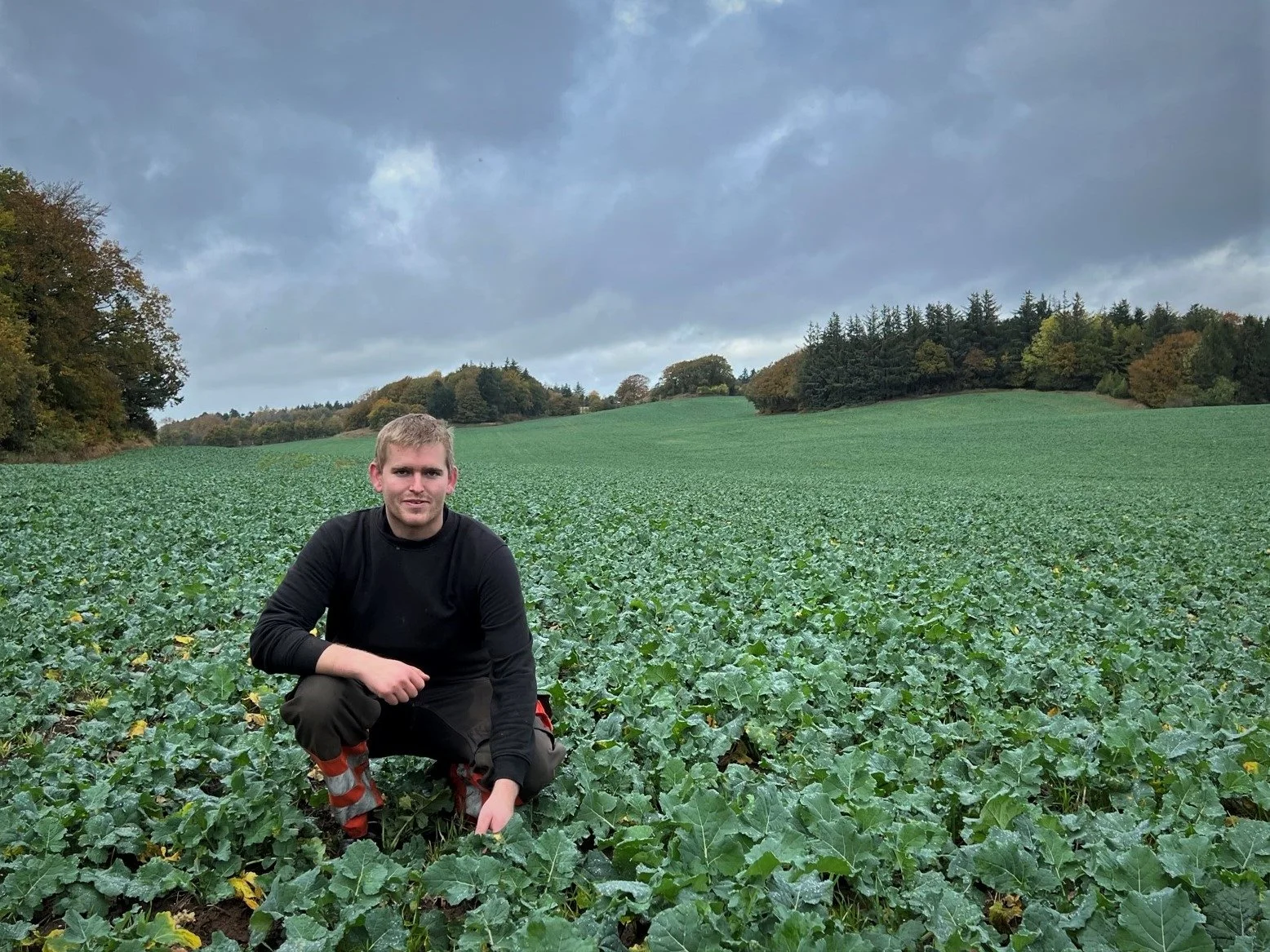 Rune Jakobsen, der er lillebror til Vogn Maskinstations indehavere Martin og Ulrik Jakobsen, er godt tilfreds med rapsen, som er sået den 18. august samtidigt med placering af 35 tons kvæggylle. Foto: Kasper Stougård 