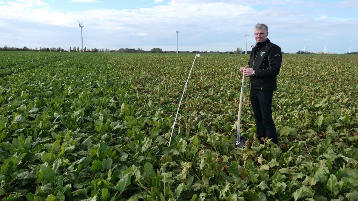 Roeformand Troels Frandsen viser her på Vantoregårds marker, hvor vigtigt, svampebekæmpelse i roerne er, hvis roerne skal fortsætte væksten langt hen gennem efteråret. Fotos: Bøje Østerlund.