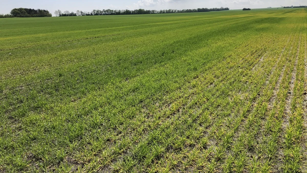 En dygtig og erfaren landmand, oplevede pludselig et område, hvor afgrøderne var blevet gule, fordi der var overskudsvand i rodzonen. Fotos: Djursland Landboforening