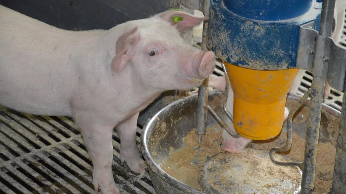 Grise, der fodres med lavt indhold af protein omkring fravænning, kan indhente mistet tilvækst, når indholdet af protein i foderet øges fra omkring 30 kg. Foto: Camilla Bønløkke