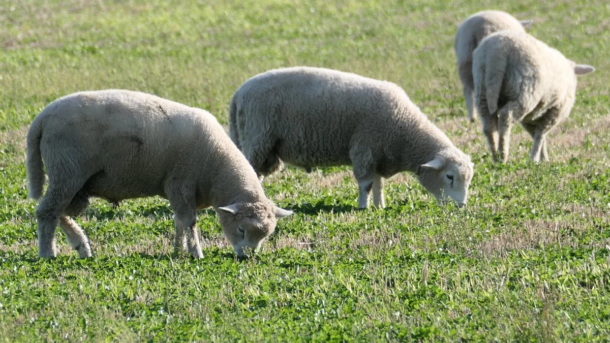 Ved sen afpudsning slår fårene maskinerne med flere længder. – Det er dog vigtigt at fåreholderen er dygtig til at flytte dyrene, så dødbidning undgås. Sker det, kan fårene fortsætte med afpudse frømarker til efter jul, siger avlschef Birthe Østergaard, DLF. 