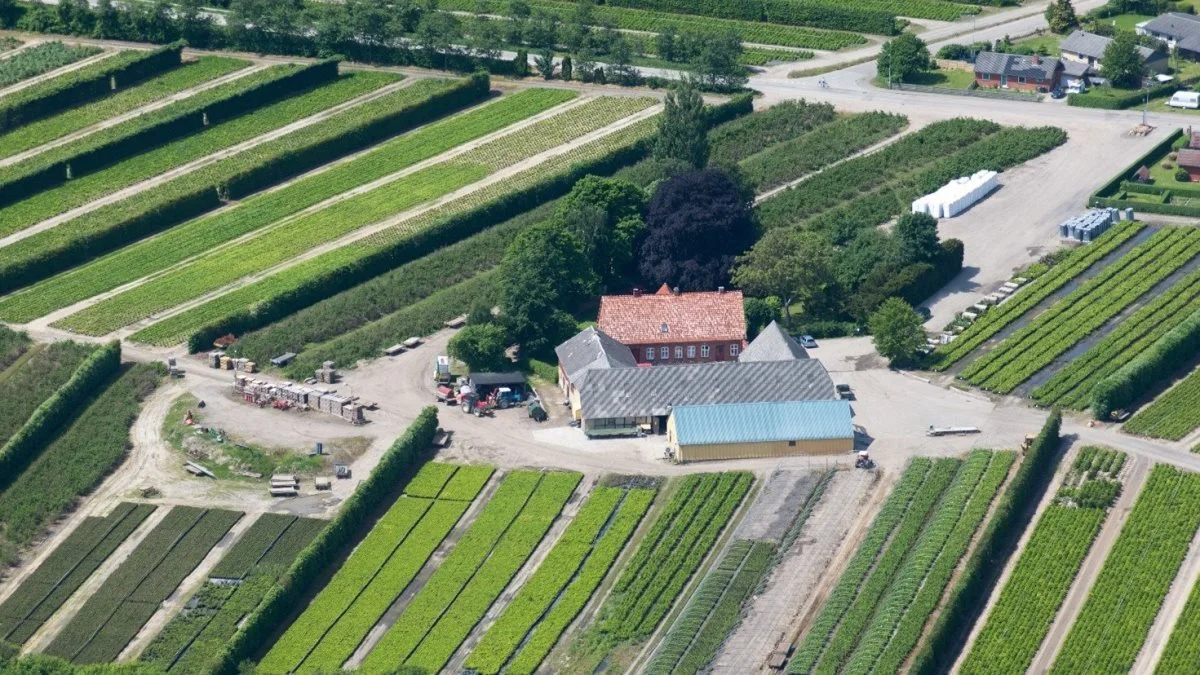 Planteskolen Kirstineberg A/S har over 30 års erfaring med at producere pottedyrkede juletræer, hvilket gør planteskolen til en af de førende producenter i Europa.