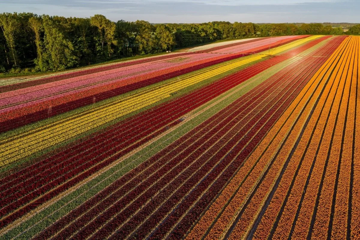 Produktionen på Kirstineberg Planteskole er certificeret efter både MPS, GAP og GRASP. Sideløbende producerer Gl. Kirstineberg Gods blandt andet maltbyg, hvede, raps, sukkerroer, grynhavre, spinat- og græsfrø.