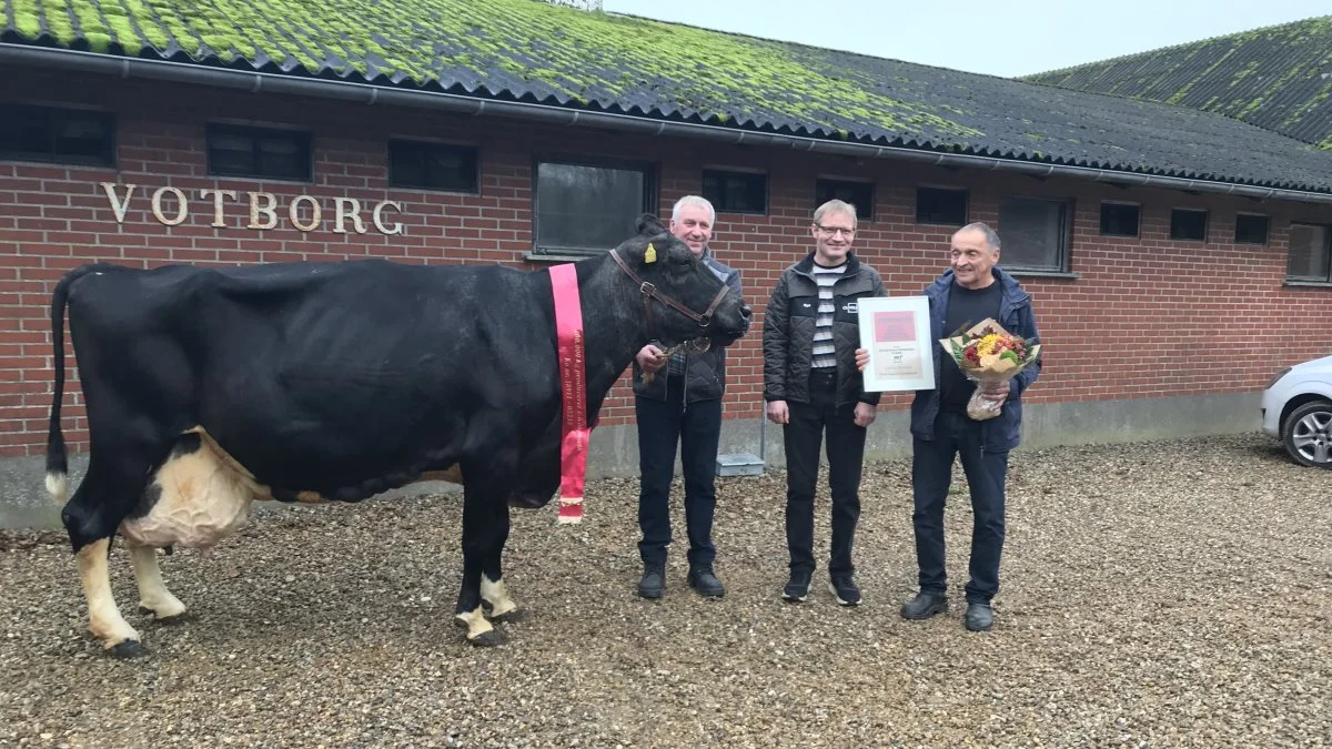 Ko 38911-02235 har som den bare anden ko i Danmark rundet 200.000 kg EKM.  Her hædrer den lokale Holstein Avlsforening Nordvestjylland den nye ejer Ove Kreiberg, som holder koen. Længst til højre ses Herman Iversen, som er opdrætter, og i midten Erling, der var fodermester hos Herman Iversen under alle årene, mens 38911-02235 stod hos ham.