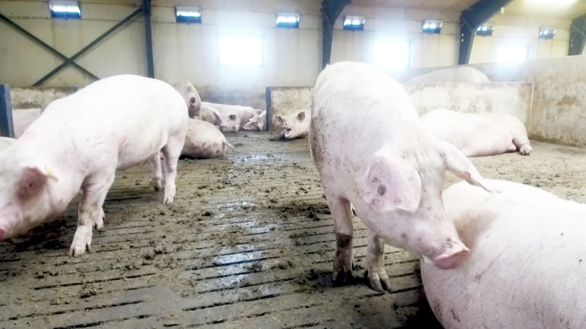 Investeringer i svinestalde for andet år i træk betydeligt. Foto: Alexander Dornwirth