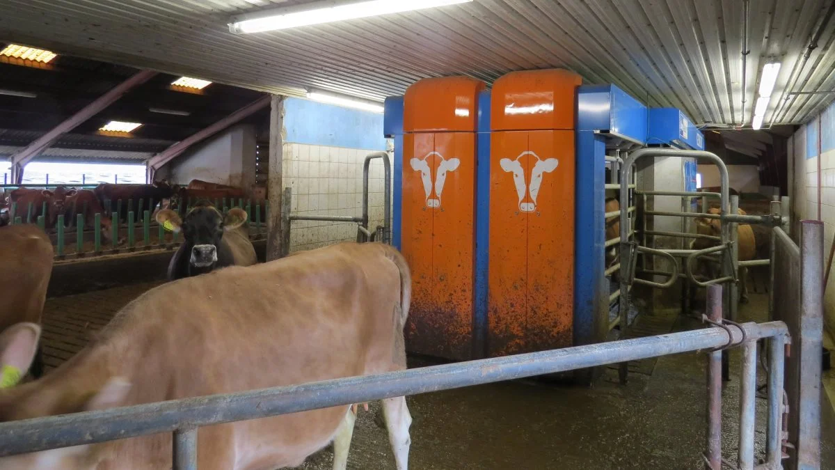 Der gik kun fem uger, fra Steffen Hansen havde skrevet under på aftalen med leverandøren af Gemini-dobbeltboksen, Agri Teknik ApS, til det nye robot-malkesystem var installeret og kunne tages i brug.