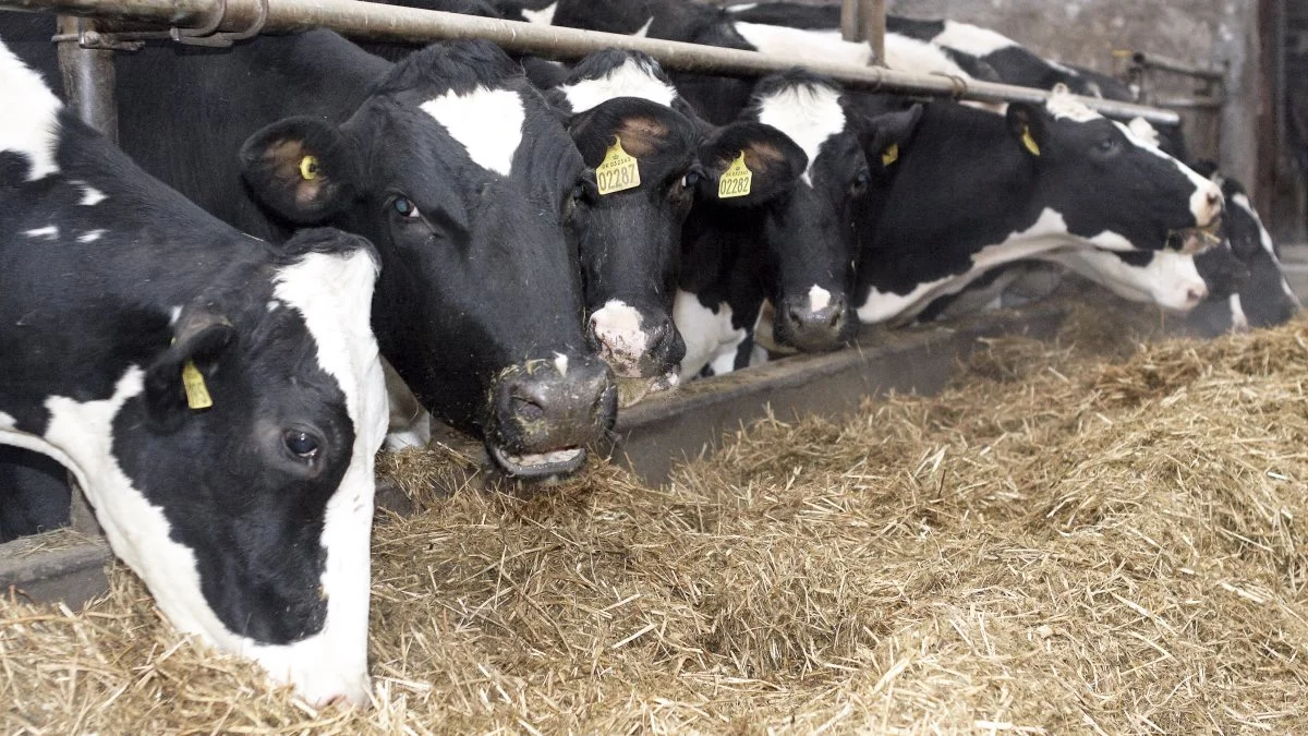 - Et overset problem er den komplekse række af mykotoksiner, der kan findes i foderet, siger Tyler Turner, Ph. D og teknisk specialist inden for kvæg hos DSM Animal Nutrition & Health. Arkivfoto