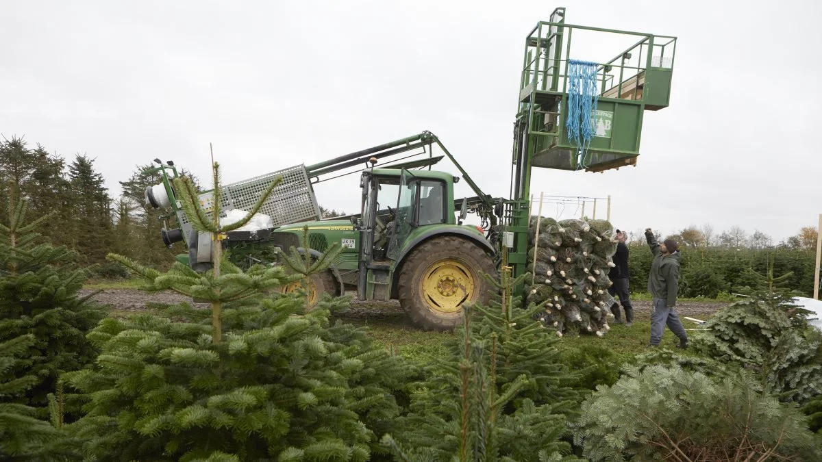 Fældningen er allerede godt i gang i juletræskulturerne, her hos Larsen A/S i Søllinge. Og efter en halv snes år med priser i bund oplever den midtfynske juletræsproducent for første gang stigende priser.
