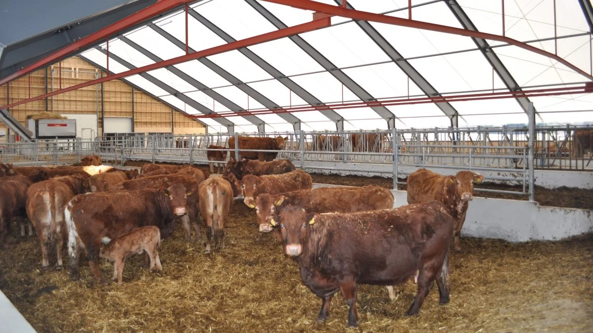 Køerne får dagslys og et bedre staldmiljø med et tag over dem af hvid tagdug. Det skulle gerne give bedre trivsel, velfærd og ydelse på sigt. Foto: Uniqcover