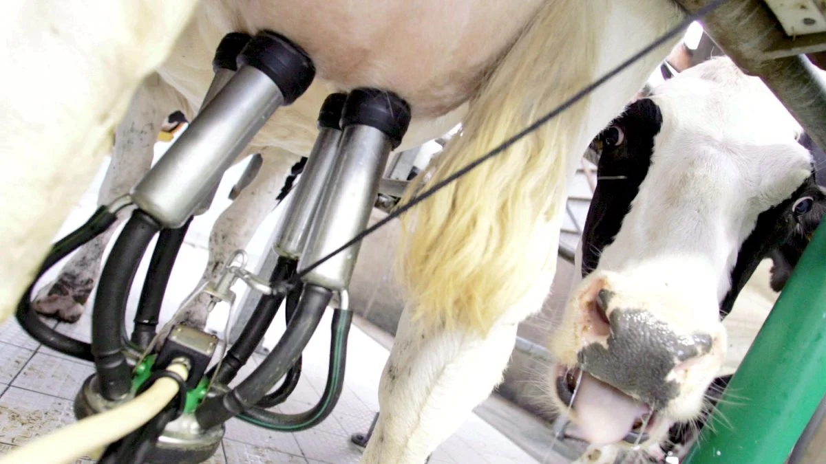 Mælkeprisen er under pres på de fleste af verdens markeder, og det samme gælder skummetmælkspulveret. Osten holder skansen, men vi skal ikke regne med, at det holder længe endnu. Foto: Colourbox.com