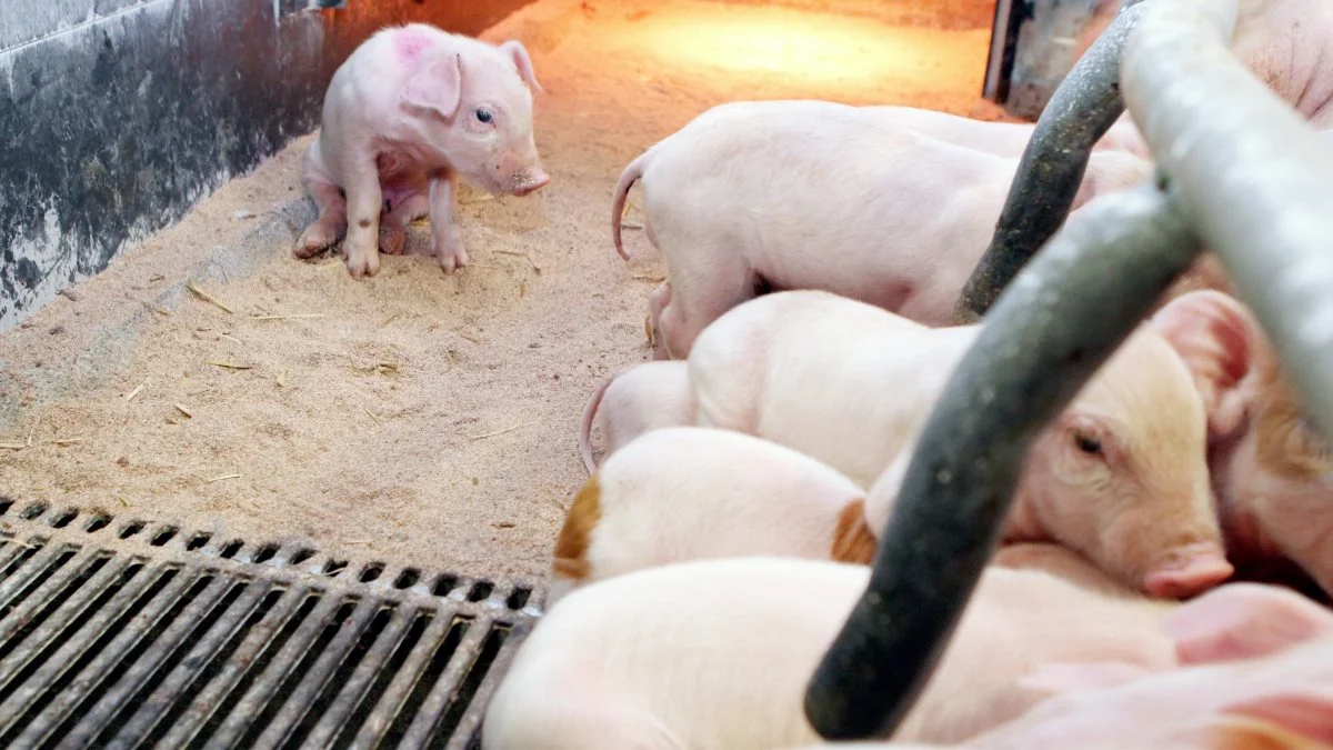 »Feedinfo« har talt med en række analytikere og branchefolk, der forventer en stigning i den kinesiske import af grisekød i den kommende tid. Samtidig sætter de spørgsmålstegn ved de officielle tal over udviklingen i svinebestanden. Foto: Anne Wolfenberg