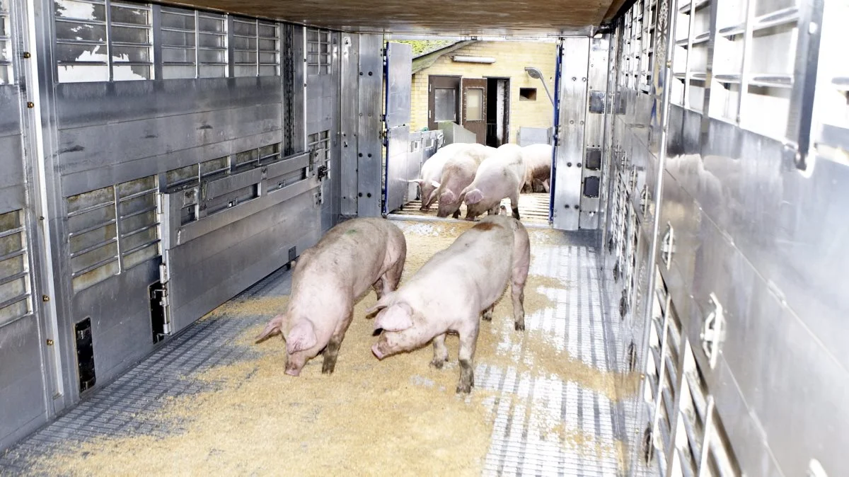 Markederne er generelt stabile – positivt signal fra Holland, oplyser Danske Svineproducenter. Arkivfoto: Erik Hansen