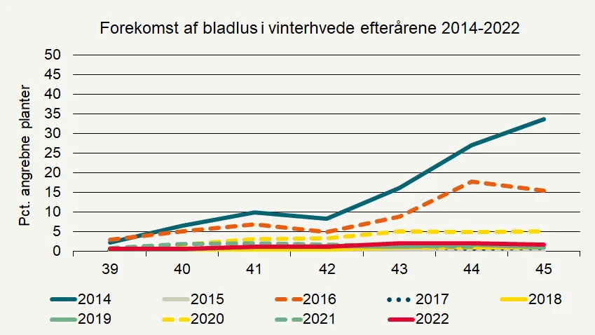 Den røde streg for bladluseangreb i vinterhvede i år viser generelt lave forekomster af bladlus i forhold til tidligere år. Kilde: Seges Innovation
