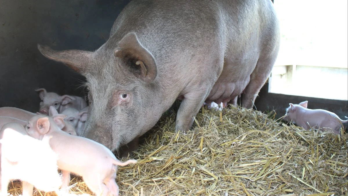 Hypor-genetik i en dansk frilandsbesætning. Frilandsproducenten har valgt genetikken på grund af søernes gode temperament og evne til at passe mange grise. Foto: Anne Wolfenberg