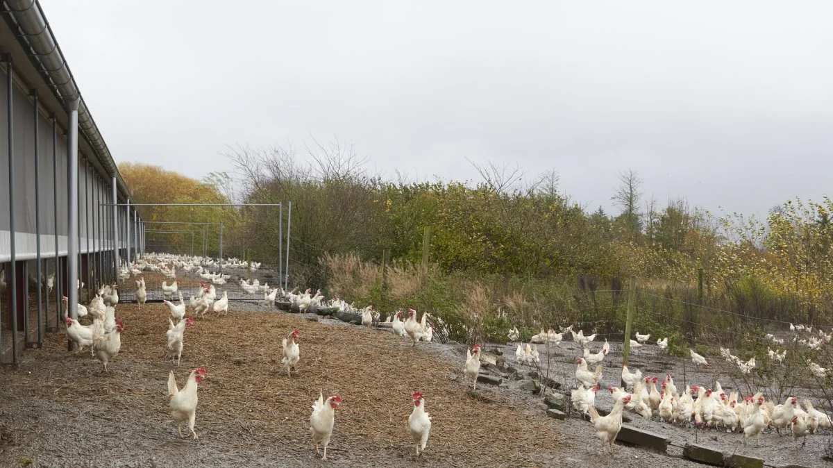 Hønsene har rundet de 50 uger og trives. Dog frygter Lars Bredahl, at risikoen for fugleinfluenza snart er så stor, at lågerne skal lukkes.