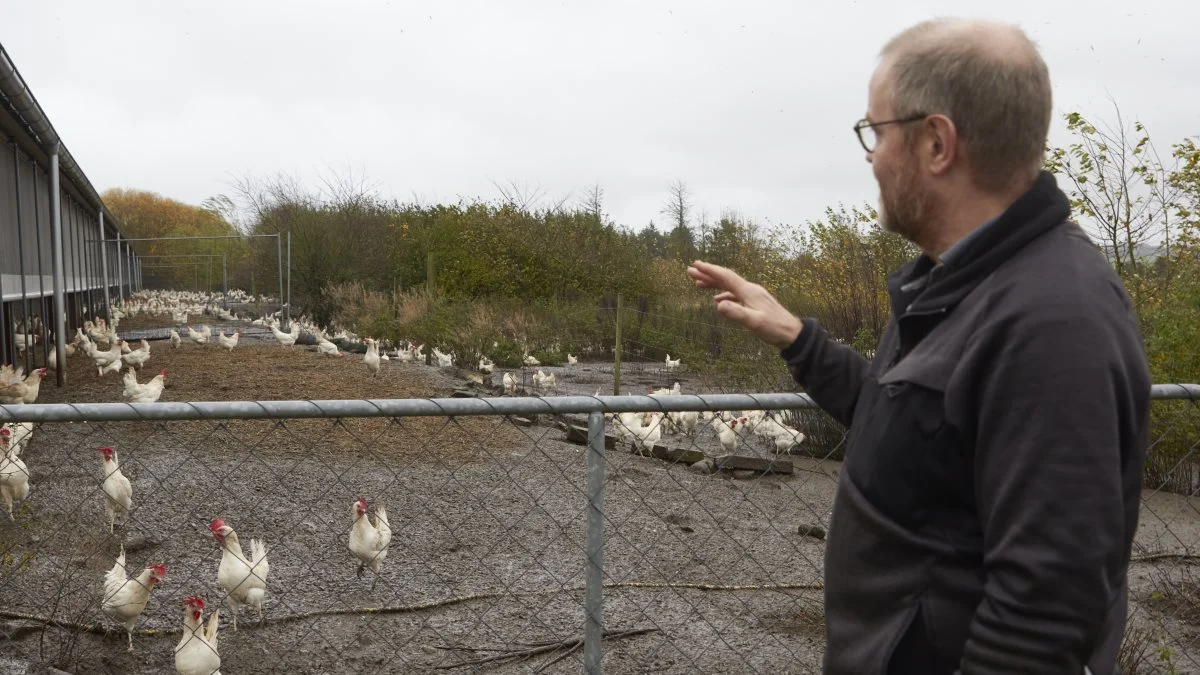 Øverst på listen over vigtige emner for ægproducentens arbejde som forperson i Æg- og Fjerkræudvalget er økonomi, uden sammenligning. - Den bremser os i alt. Vi vil gerne udvikle økologien, løfte den og gøre den bedre, mere mangfoldig, men det kan vi ikke, fordi vi har ikke nogen penge at bruge, siger Lars Bredahl. Fotos: Tenna Bang