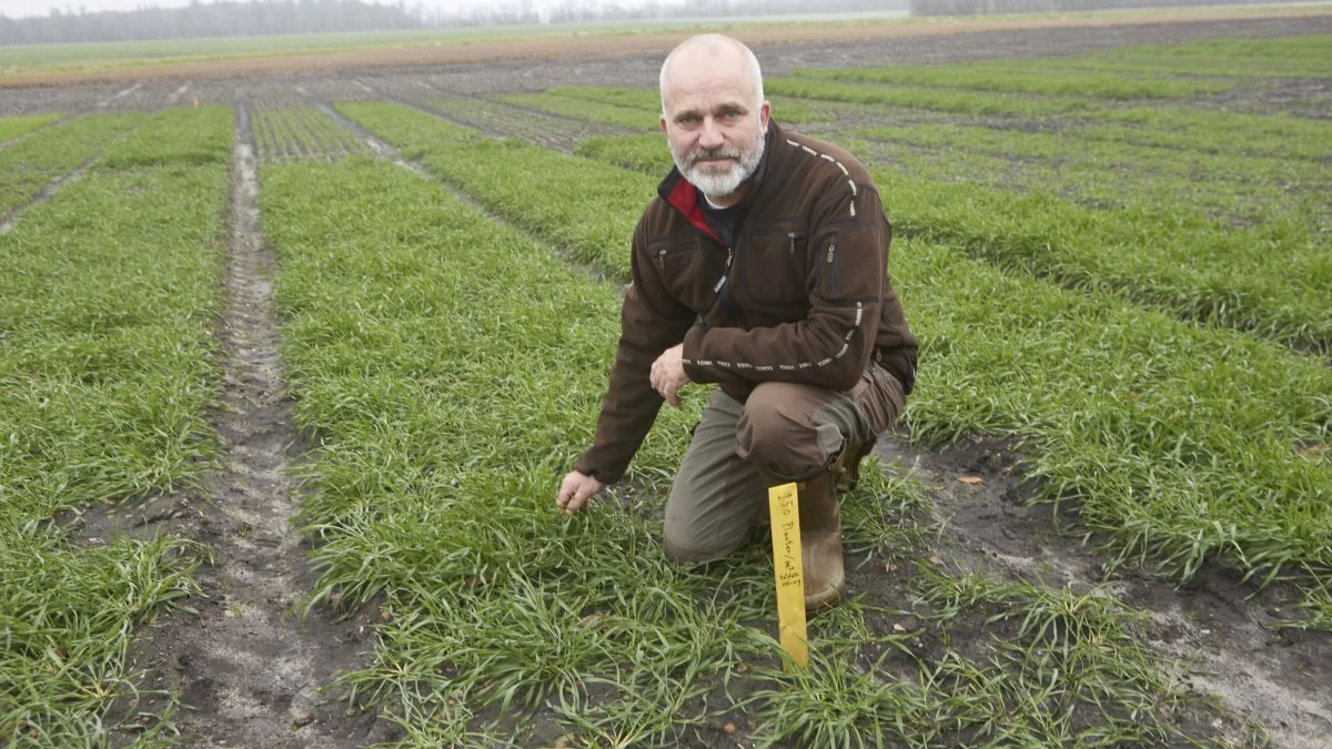 Planterådgiver Finn Poulsen viser her de tidligsåede kraftige rugplanter i Sagro/KWS-forsøgsparcellen, hvor der er anvendt 150 kerner pr. kvadratmeter. 