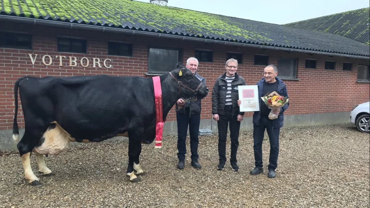 Ko 38911-02235 rundede 200.000 kg EKM tilbage i foråret 2022 som blot den anden ko i Danmark, men blev forleden hædret af den lokale Holstein Avlsforening Nordvestjylland hos den nye ejer Ove Kreiberg, som holder koen. Længst til højre er Herman Iversen, som er opdrætter, og i midten Erling, der var fodermester hos Herman under alle årene, mens 38911-02235 stod hos Herman Iversen. 