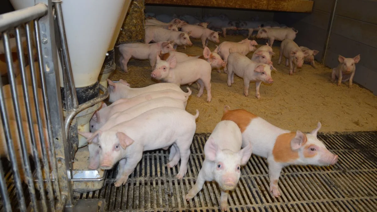 Foderfirmaet AIS Feed har måttet dreje nøglen om, efter at have tabt godt en halv million på bundlinjen de sidste to regnskabsår. Foto: Camilla Bønløkke