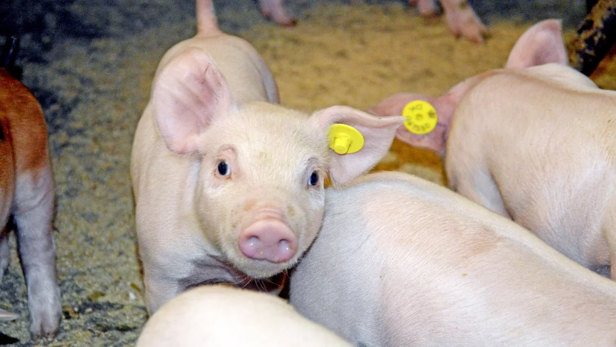 Et nyt fodringsanlæg fra Agrisys giver mulighed for individuel fodring af pattegrise i farestalden. Arkivfoto: Camilla Bønløkke