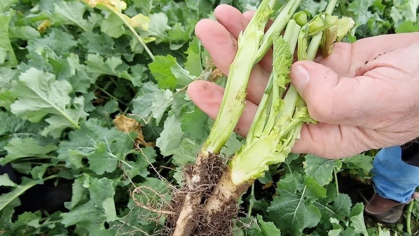 Vækstpunktet på rapsplanten til venstre har tydeligt strakt sig i forhold til planten til højre. - Så er det, at planterne bliver meget sårbare overfor en hård barfrost i februar-marts, understreger Hans Jørgen Bak.