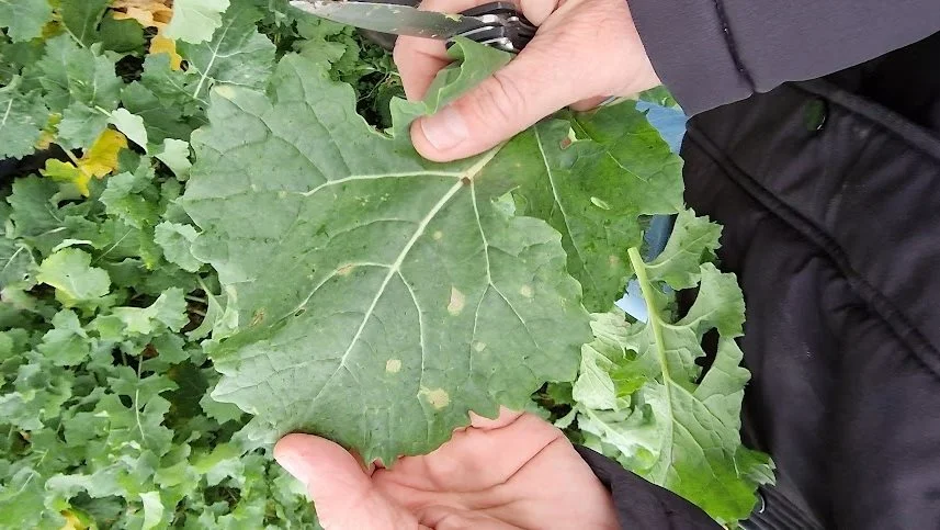 I år ses mere phoma-angreb som pletter på blade og i mindre grad lys bladplet.