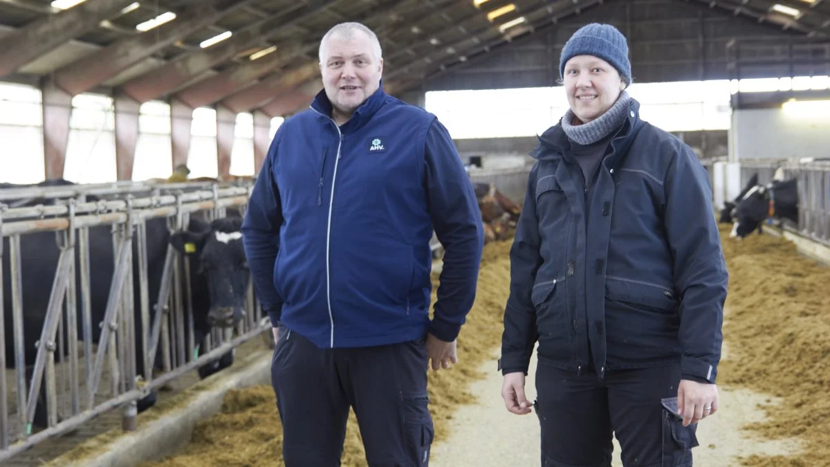 Der er sket en enorm forskel på køernes sundhed, siden driftsleder Kristine Bloch valgte at begynde at bruge AHV´s produkter i februar i år. Fotos: Tenna Bang