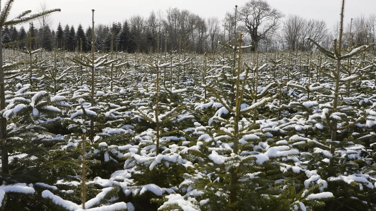 Juletræsproducent Jens Gudmund Hansen har set sig nødsaget til at hæve produktionsprisen på sine juletræer med en euro pr. træ på grund af de mange stigende omkostninger til produktionen. Foto: Erik Hansen
