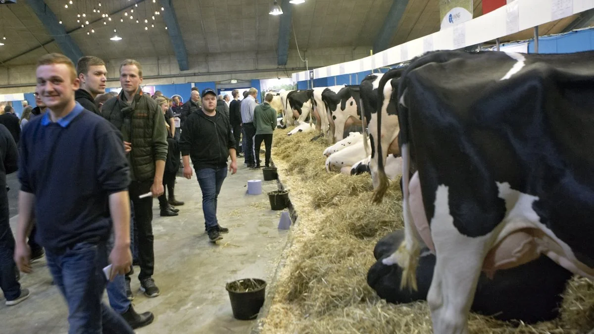 I år kommer der omtrent samme antal Hoslteinkøer på kvægustillingen, som det var tilfældet sidste gang, der blev afholdt Agromek. Arkivfoto