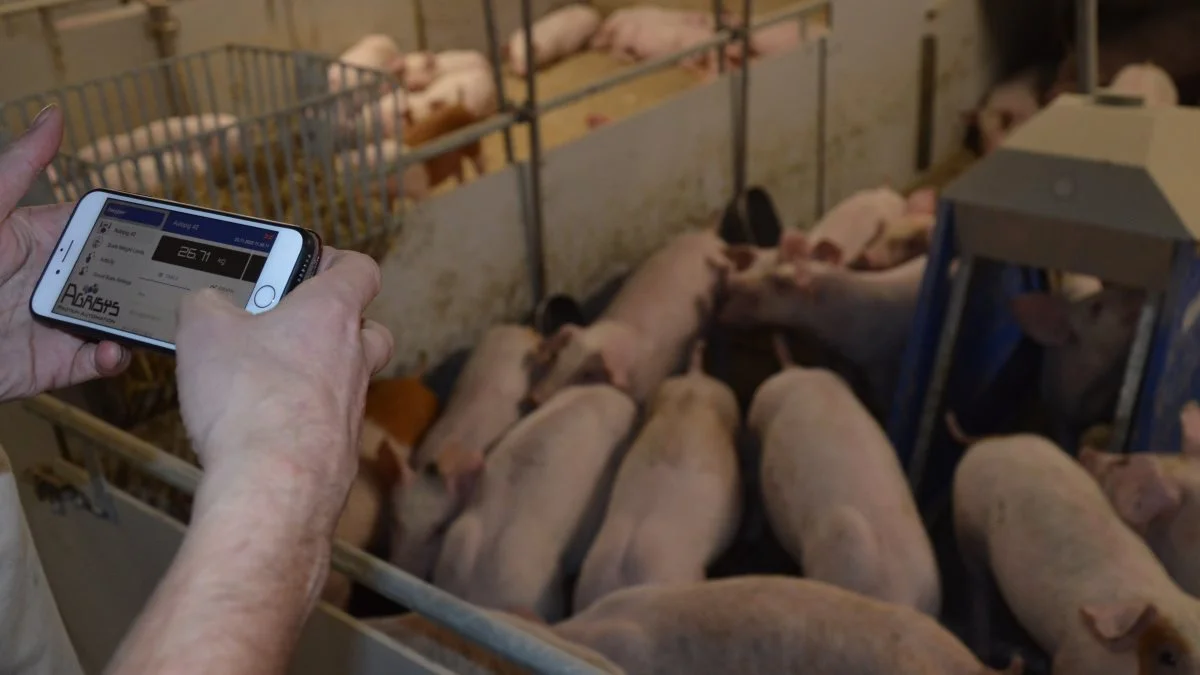 Den løbende opsamling af vægtdata i »skyen» betyder, at du som svineproducent kan følge tallene og dermed optimere foderblandingerne rettidigt.