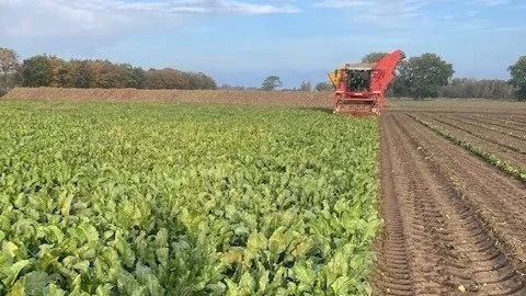Den nye sukkerroesort Falster har med dens bladsætning og hurtige rækkelukning vist stor effekt i forhold til ukrudt. Den har været prøvesort for det nye Easy Beet-koncept. Foto: Henrik Møller, SesVanderhave.