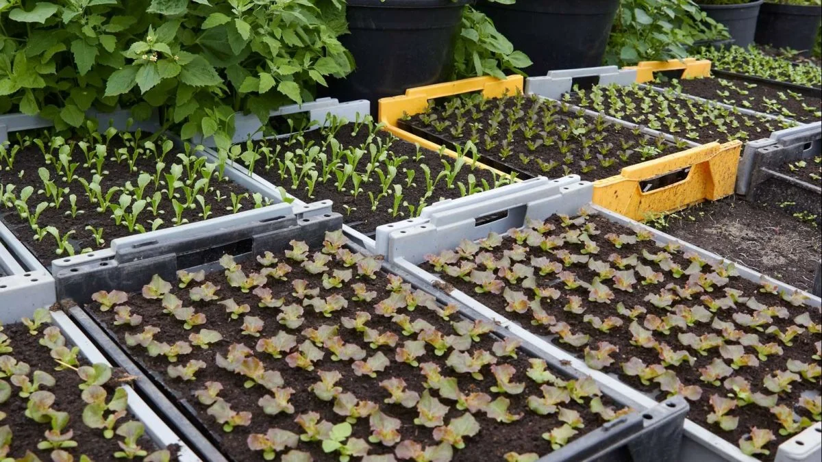 Landbrugsstyrelsen har afslået at give tilskud til installering af sprøjtebomme i væksthuse, som kan formindske forbruget af pesticider ved at dosere mere nøjagtigt hen over bordene med potteplanter. Men styrelsen har lovet at overveje det med virkning for fremtidige tilskudsordninger. Foto: Tenna Bang.