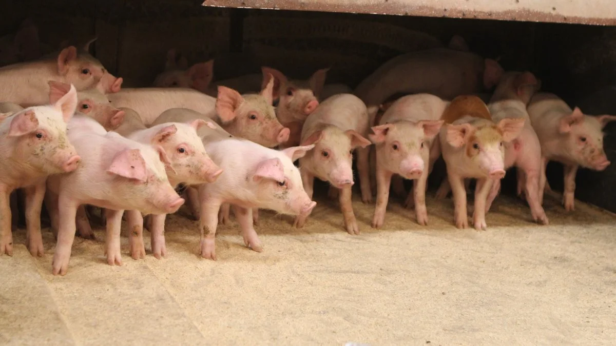 Prisen for smågrise er steget i både Danmark, Tyskland og Holland, og der er potentiale for yderligere prisstigninger, vurderer man hos Danske Svineproducenter. Foto: Anne Wolfenberg