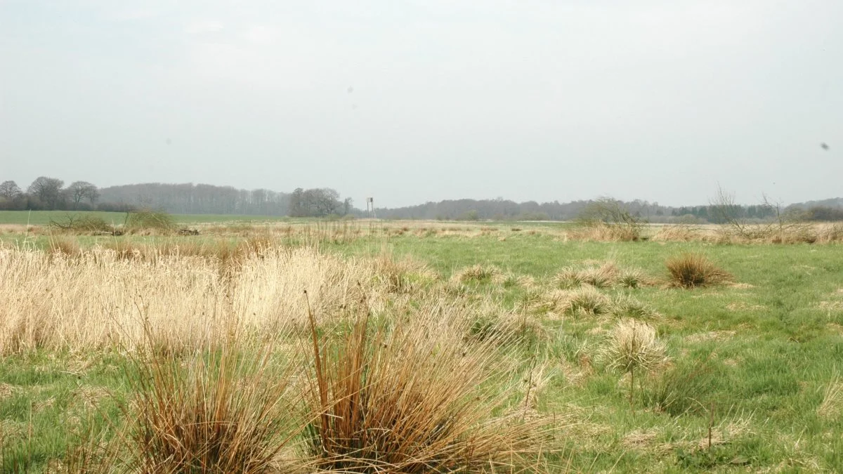 Det er oplagt at tage lavbundsjorde med store forekomster af tørvejord ud af drift, da de har et stort potentiale for at sænke CO2-udslip. Arkivfoto: Camilla Bønløkke