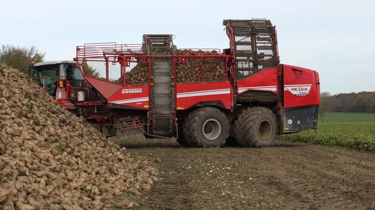 Der i år høstet store rodudbytter, og renheden er også på et højt niveau. Foto: DLF Beet Seed