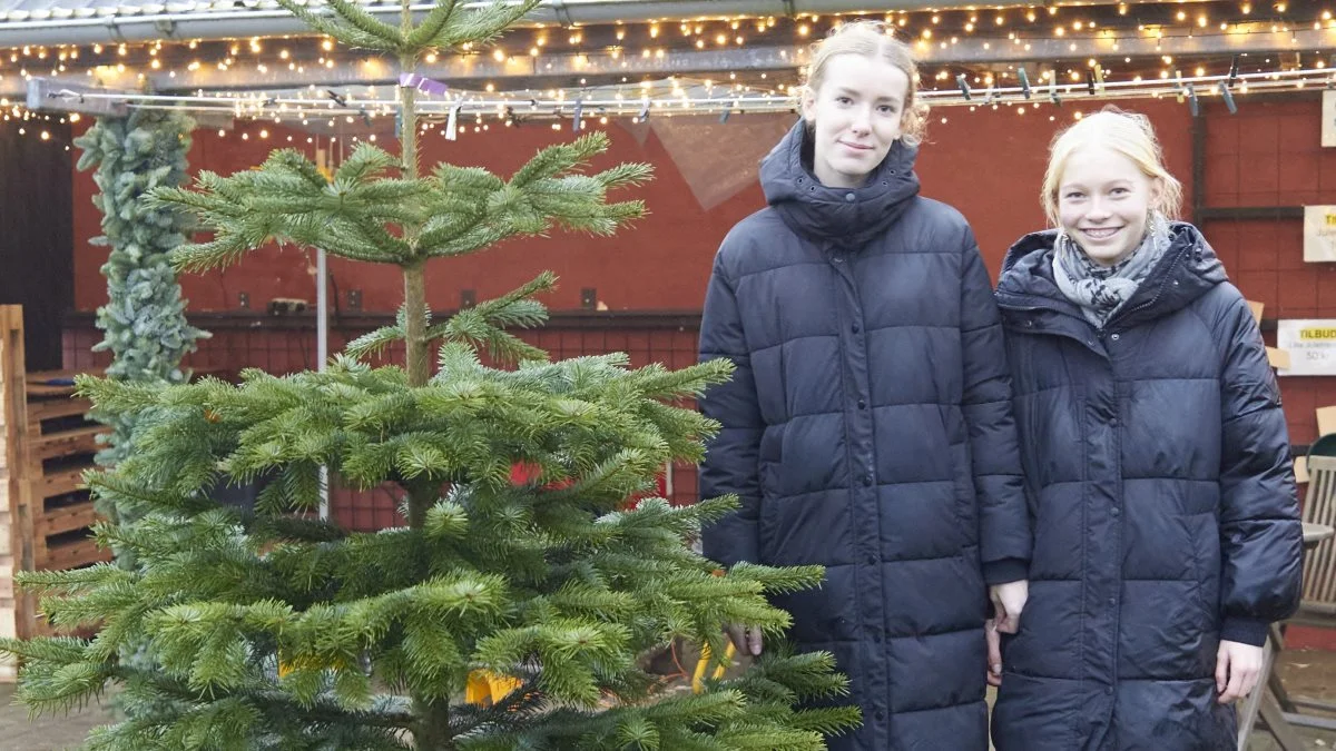 Et par unge piger kom forbi for at fælde et juletræ til klassen, som hurtigt blev sat på fod.