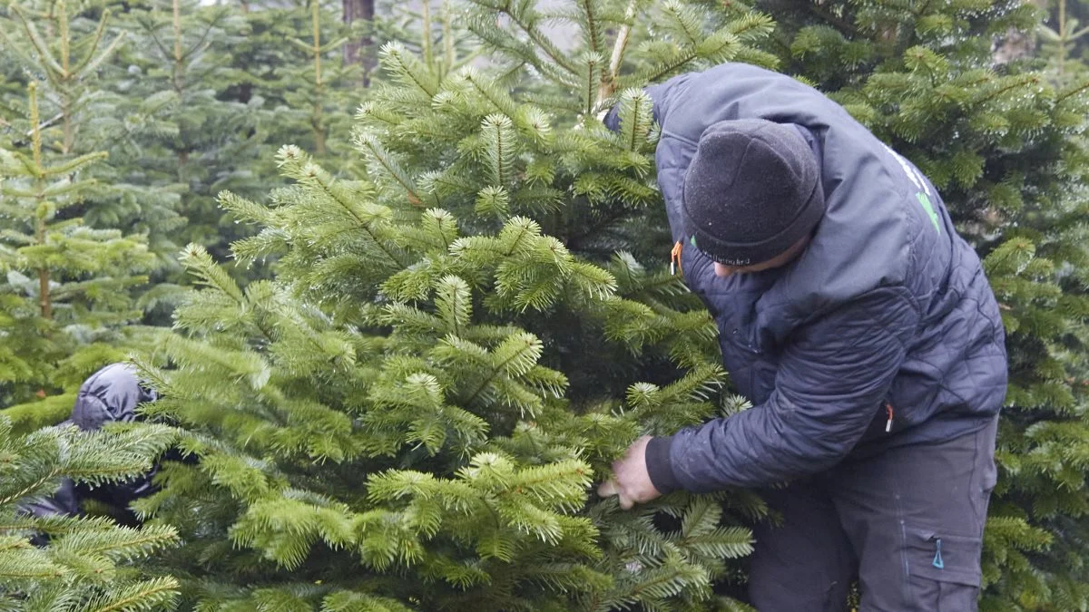 Jesper Tøttrup hjælper et par unge piger med at få fældet et juletræ, som de skal have sat op i deres klasselokale.