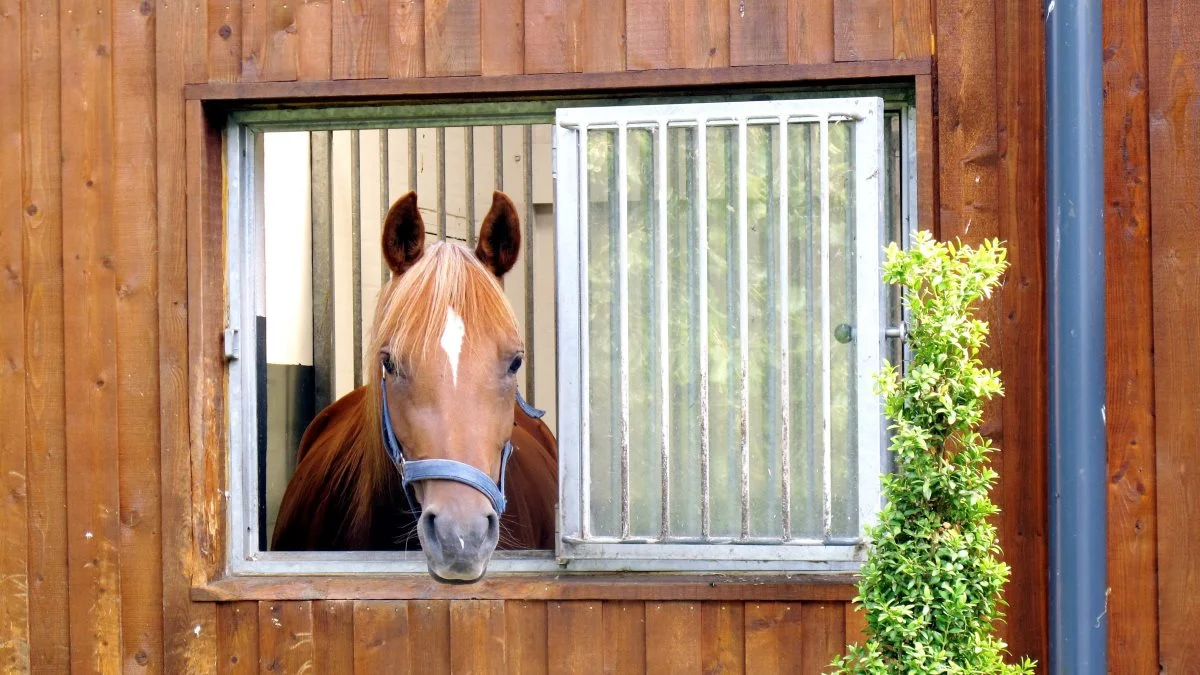 Dansk Ride Forbund uddeler hvert år prisen »Årets klub«. Indstilling til prisen skal ske senest den 31. december. Foto: Camilla Bønløkke
