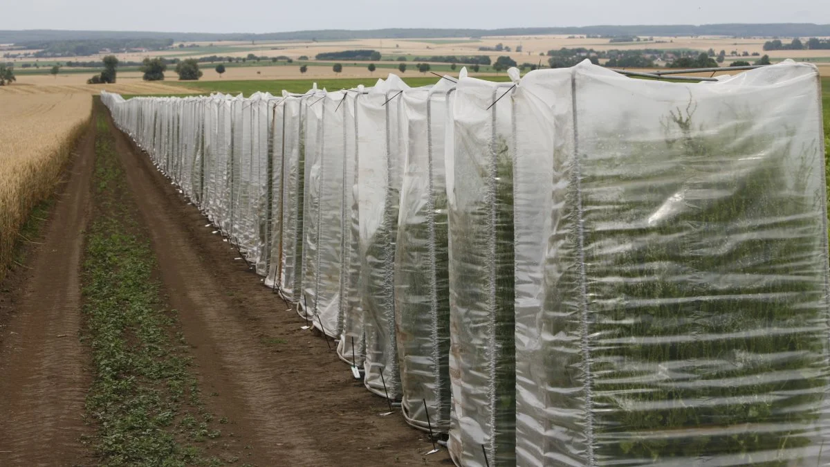 Strubes planteforædling bygger på et meget stort forsøgsarbejde. Foto: Strube Scandinavia ApS