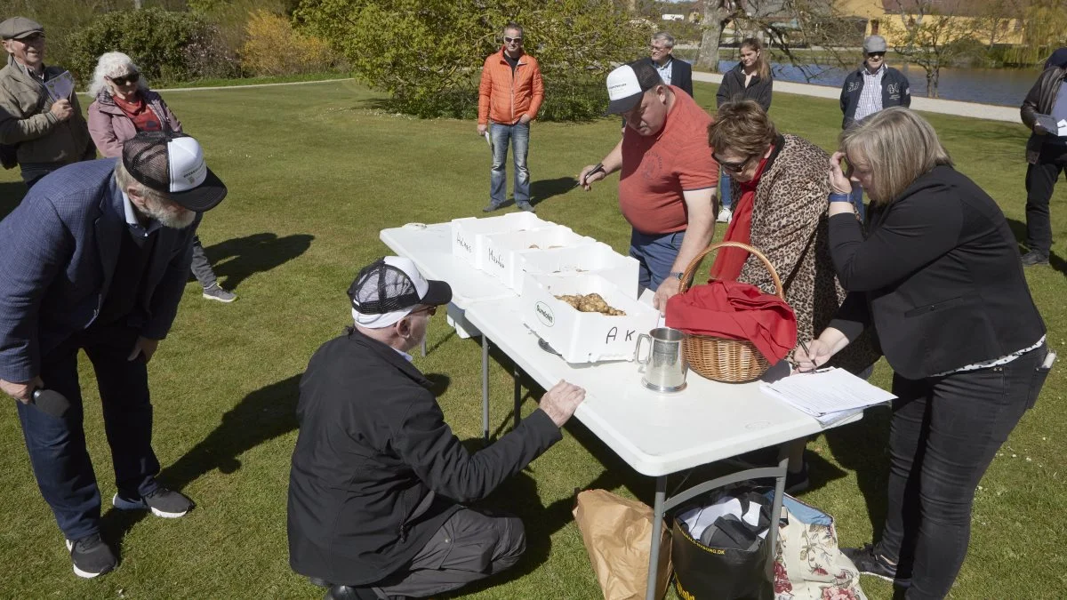 Hvert år afvikles finalen i dyrkning af frilandskartofler på Egeskov Slot. I år håber Danmarks Kartoffel Råd på flere deltagere, idet de første 50 tilmeldte kan sikre sig 1,5 kg gratis læggekartofler allerede nu. Rådsmedlemmer, heriblandt Tom Rosenkvist i rød trøje, kontrollerer her vinderkartoflerne ved sidste års DM-dyst. Foto: Erik Hansen